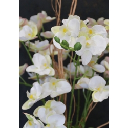 Kompozycja PREMIUM STORCZYKI BIAŁE 10-pędów w złotej osłonce MAXI